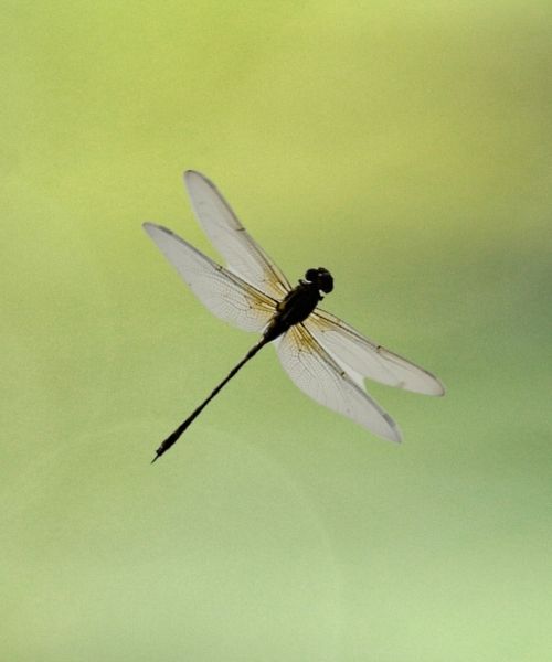 Fliegende Libelle Fliegende Libelle